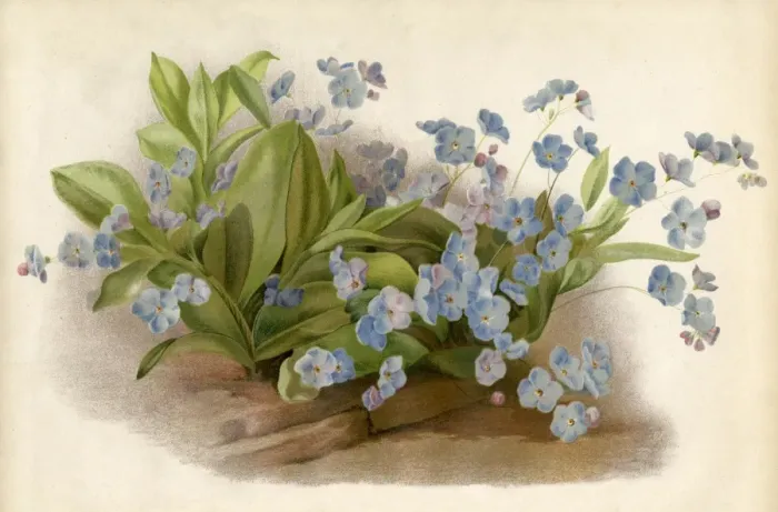 Framed Print : Plants / Myosotis Framed Print : Plants / Myosotis