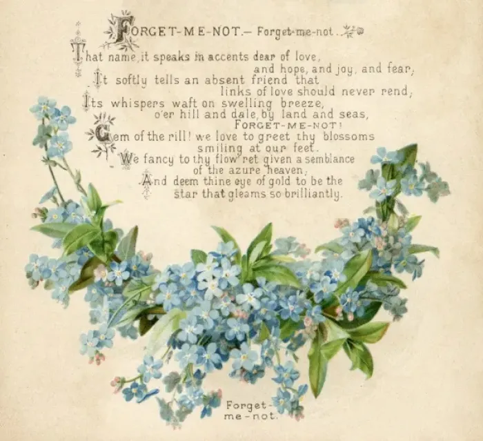 Framed Print : Plants / Myosotis Framed Print : Plants / Myosotis