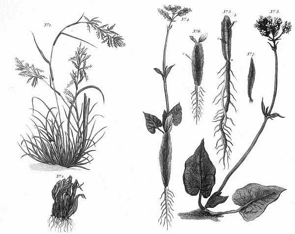 Plants / Nardostachys. SPIKENARD Date: 1795