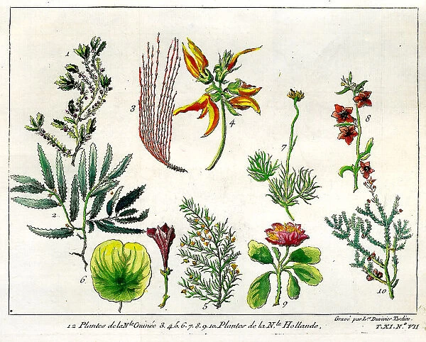 Plants From New Guinea and Australia