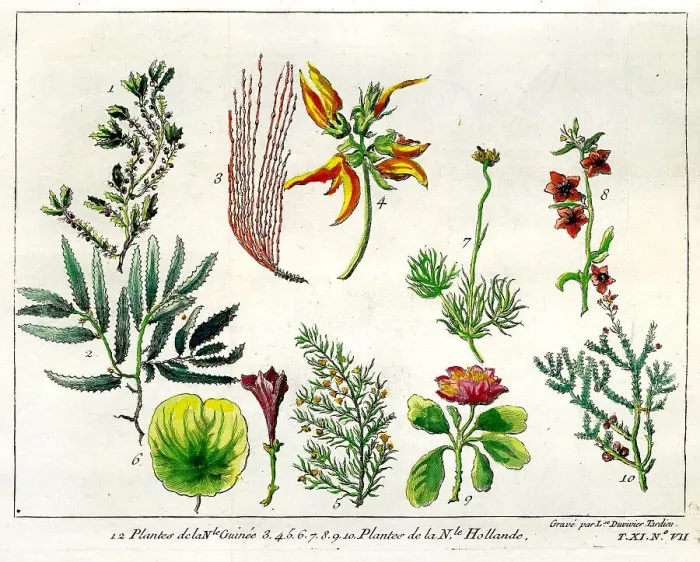 Framed Print : Plants From New Guinea and Australia Framed Print : Plants From New Guinea and Australia