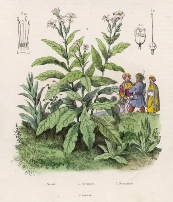 Framed Print : Plants / Nicotiana Framed Print : Plants / Nicotiana