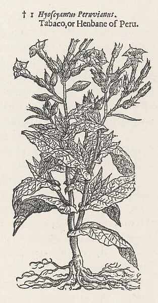 Plants  /  Nicotiana Tabacum