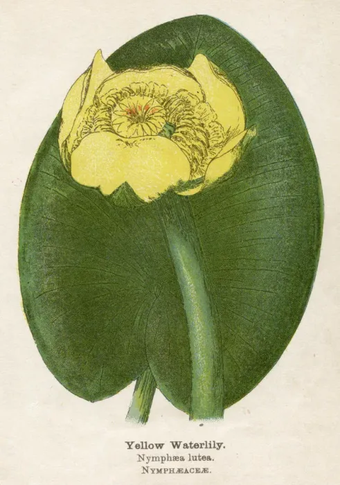 Framed Print : PLANTS / NYMPHAEA LUTEA Framed Print : PLANTS / NYMPHAEA LUTEA