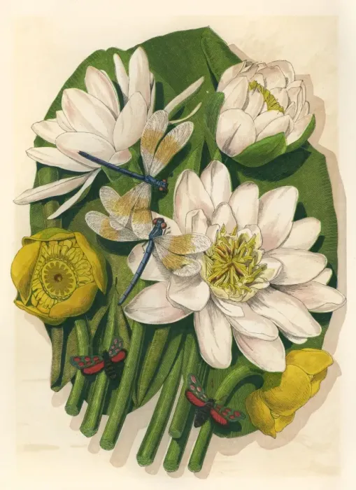 Framed Print : Plants  /  Nymphaea Sp