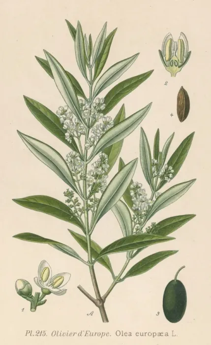 Framed Print : Plants / Olea Europaea Framed Print : Plants / Olea Europaea