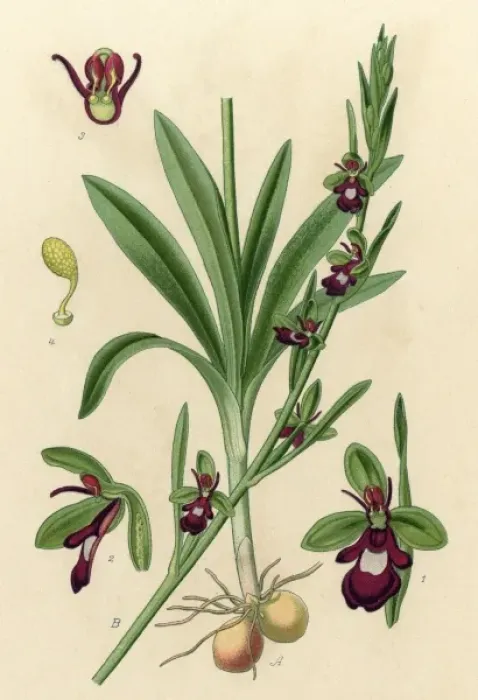 Framed Print : Plants / Ophrys Muscifera Framed Print : Plants / Ophrys Muscifera