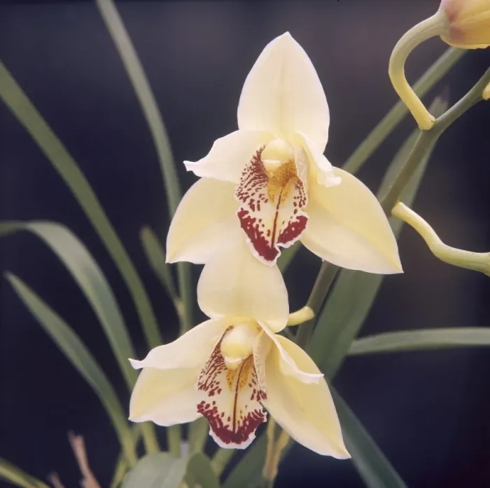 Framed Print : Plants / Orchid Framed Print : Plants / Orchid