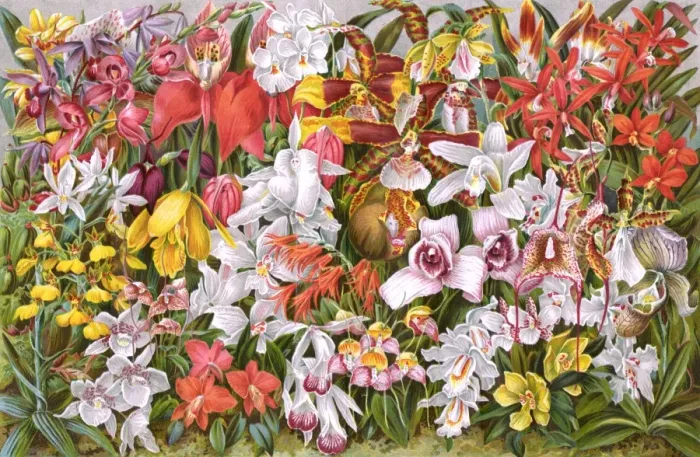 Framed Print : Plants / Orchids Framed Print : Plants / Orchids