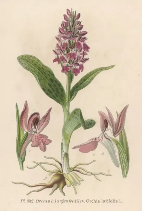 Framed Print : Plants / Orchis Latifolia Framed Print : Plants / Orchis Latifolia