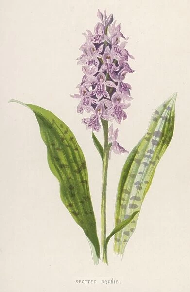 Plants  /  Orchis Maculata