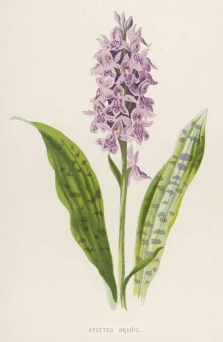 Framed Print : Plants / Orchis Maculata Framed Print : Plants / Orchis Maculata