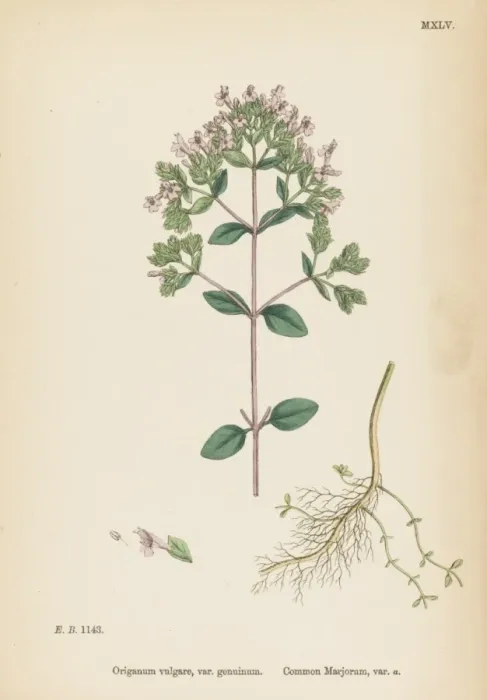 Framed Print : Plants / Origanum Vulgare Framed Print : Plants / Origanum Vulgare