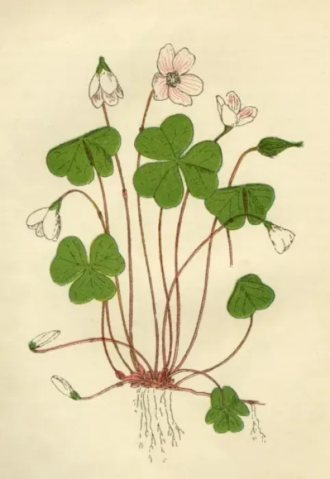 Framed Print : Plants / Oxalis Acetosella Framed Print : Plants / Oxalis Acetosella