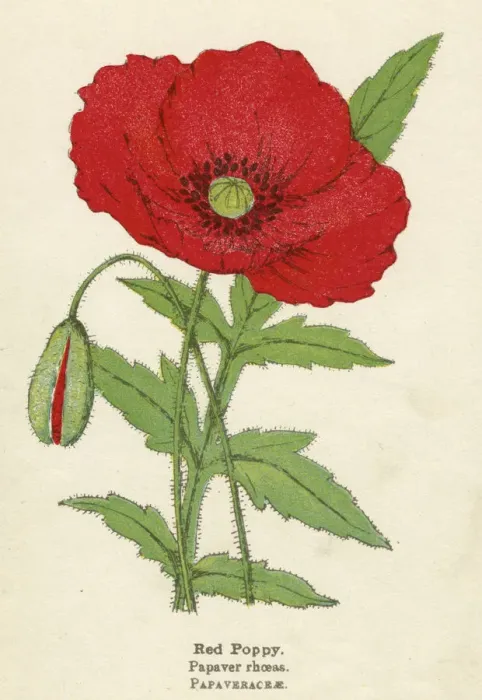 Framed Print : PLANTS / PAPAVER RHOEAS Framed Print : PLANTS / PAPAVER RHOEAS