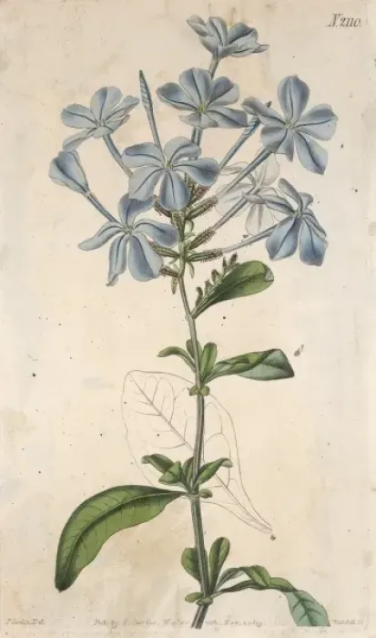 Framed Print : Plants / Plumbago / Curtis Framed Print : Plants / Plumbago / Curtis