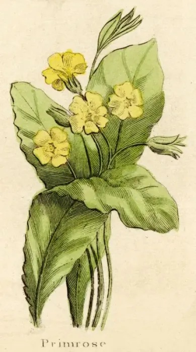 Framed Print : Plants / Primula Vulgaris Framed Print : Plants / Primula Vulgaris