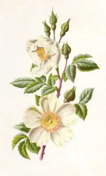 Framed Print : Plants / Rosa Arvensis Framed Print : Plants / Rosa Arvensis