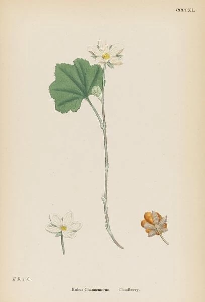 Plants  /  Rubus Chamaemorus