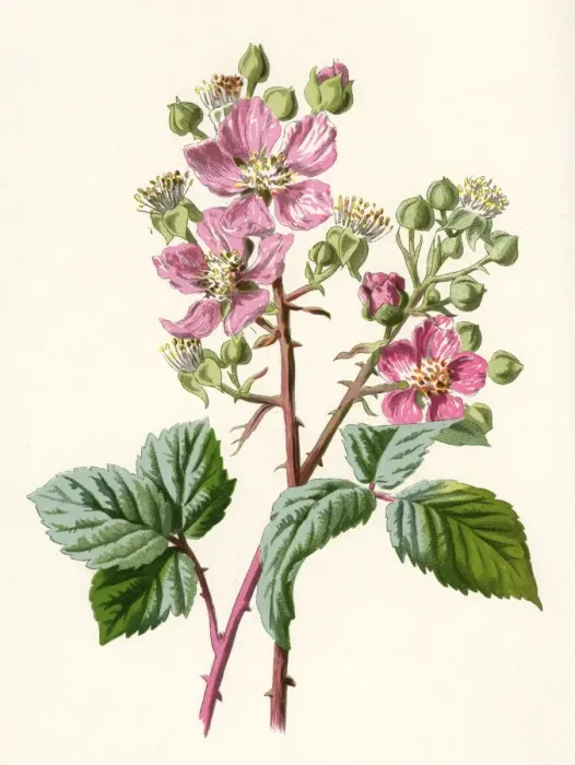 Framed Print : Plants / Rubus Fruticosus Framed Print : Plants / Rubus Fruticosus