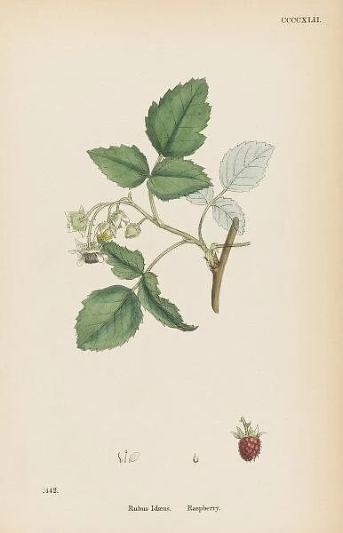 Plants  /  Rubus Idaeus