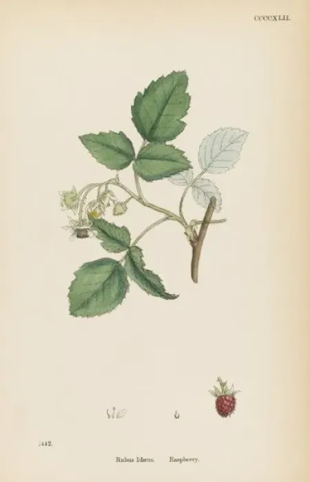Framed Print : Plants / Rubus Idaeus Framed Print : Plants / Rubus Idaeus