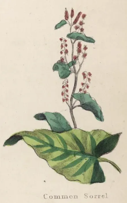 Framed Print : Plants / Rumex Acetosa Framed Print : Plants / Rumex Acetosa