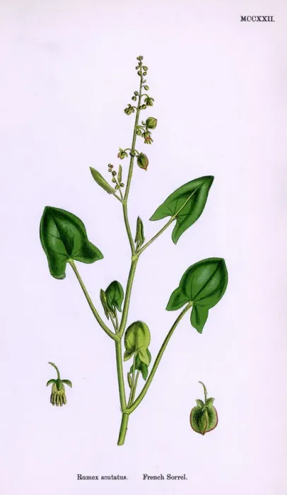 Framed Print : PLANTS / RUMEX SCUTATUS Framed Print : PLANTS / RUMEX SCUTATUS