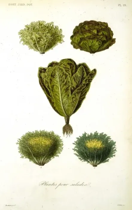 Framed Print : Plants for salads Framed Print : Plants for salads