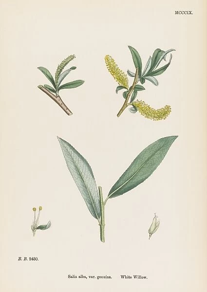 Plants  /  Salix Alba
