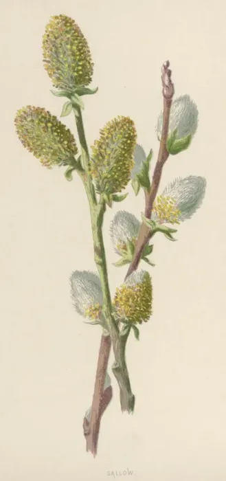 Framed Print : Plants / Salix Caprea Framed Print : Plants / Salix Caprea