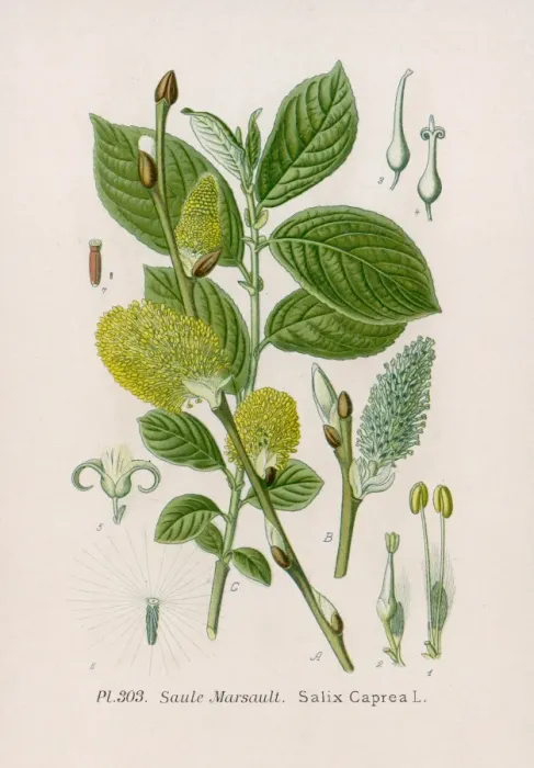 Framed Print : Plants / Salix Caprea Framed Print : Plants / Salix Caprea