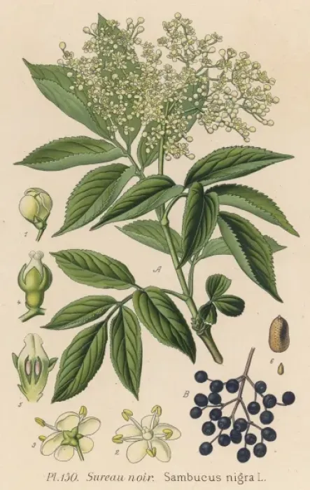 Framed Print : Plants / Sambucus Nigra Framed Print : Plants / Sambucus Nigra