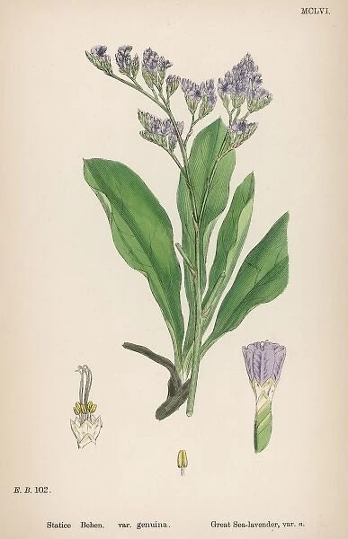 Plants  /  Sea Lavender
