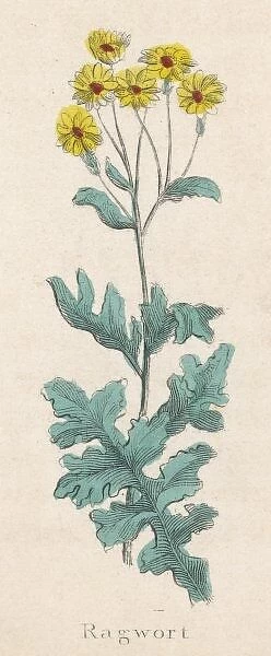 Plants  /  Senecio Jacobaea