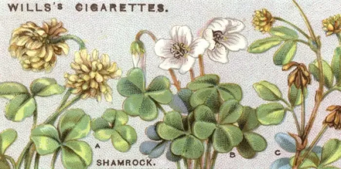 Framed Print : Plants / Shamrock Framed Print : Plants / Shamrock