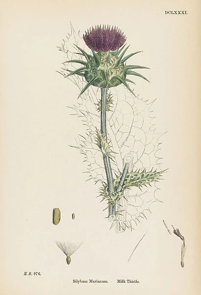 Plants - Silybum Marianum