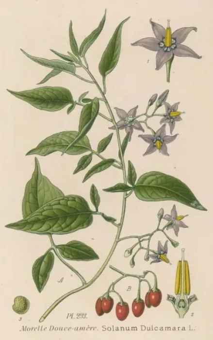 Framed Print : Plants / Solanum Dulcamara Framed Print : Plants / Solanum Dulcamara
