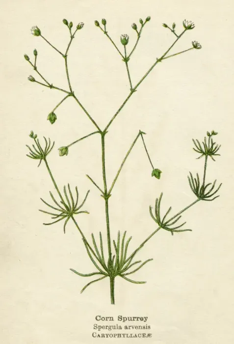 Framed Print : PLANTS / SPERGULA ARVENSIS Framed Print : PLANTS / SPERGULA ARVENSIS