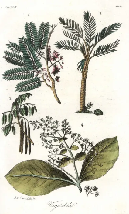 Framed Print : Plants of Sri Lanka: tamarind 1, sago palm Framed Print : Plants of Sri Lanka: tamarind 1, sago palm