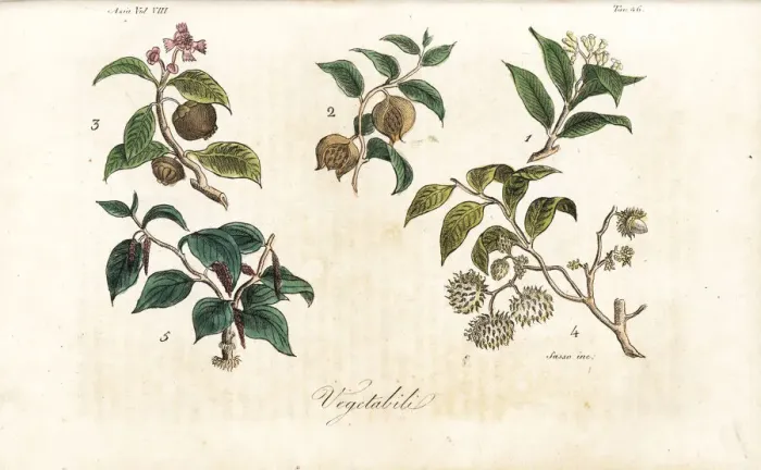 Framed Print : Plants of Sumatra including clove, mangosteen Framed Print : Plants of Sumatra including clove, mangosteen
