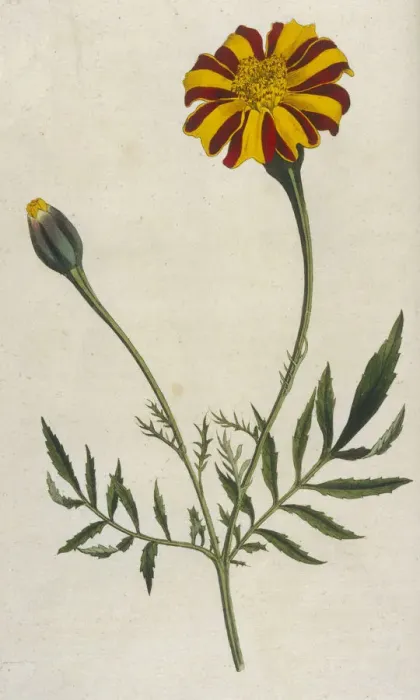 Framed Print : Plants - Tagetes Patula Framed Print : Plants - Tagetes Patula