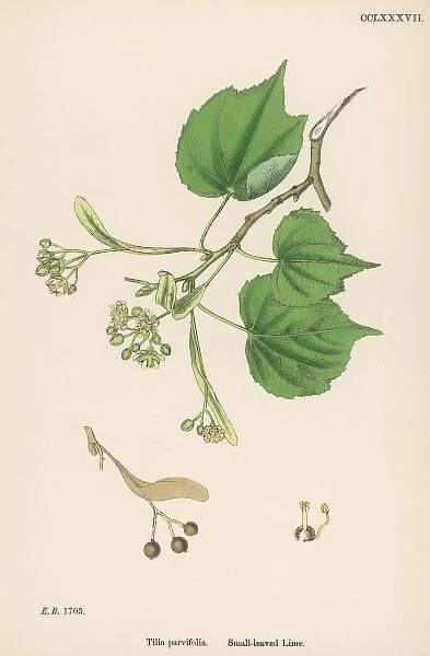 Plants / Tilia Parvifolia