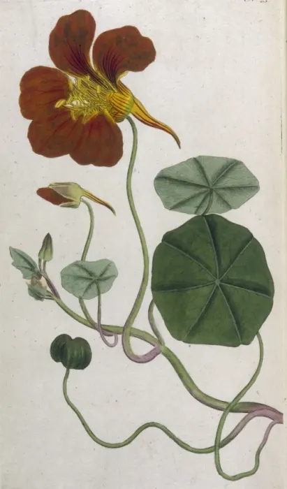 Framed Print : Plants / Tropaeolum Majus Framed Print : Plants / Tropaeolum Majus