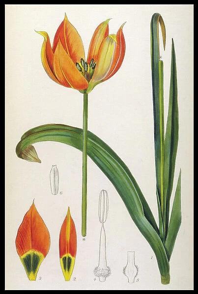 Plants / Tulipa Whittallii
