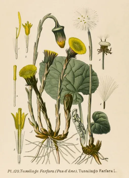Framed Print : Plants / Tussilago Farfara Framed Print : Plants / Tussilago Farfara