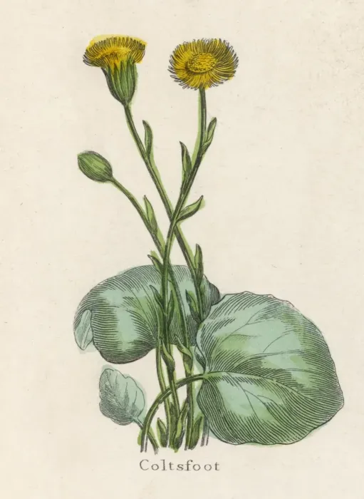 Framed Print : Plants / Tussilago Farfara Framed Print : Plants / Tussilago Farfara