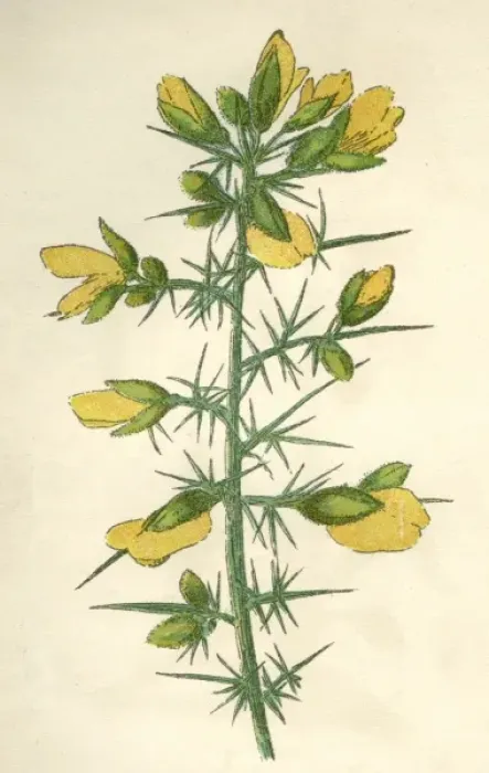 Framed Print : Plants / Ulex Europaeus Framed Print : Plants / Ulex Europaeus
