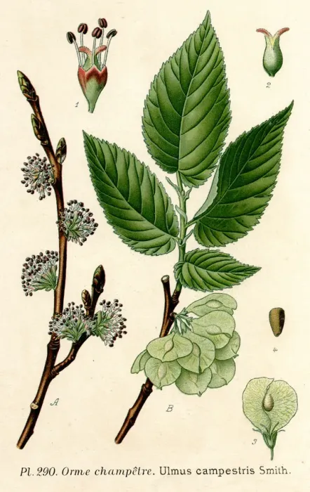 Framed Print : PLANTS / ULMUS CAMPESTRIS Framed Print : PLANTS / ULMUS CAMPESTRIS