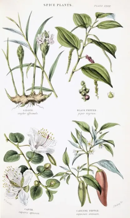 Framed Print : Plants used as food Framed Print : Plants used as food
